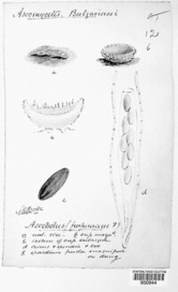 Ascobolus stercorarius image